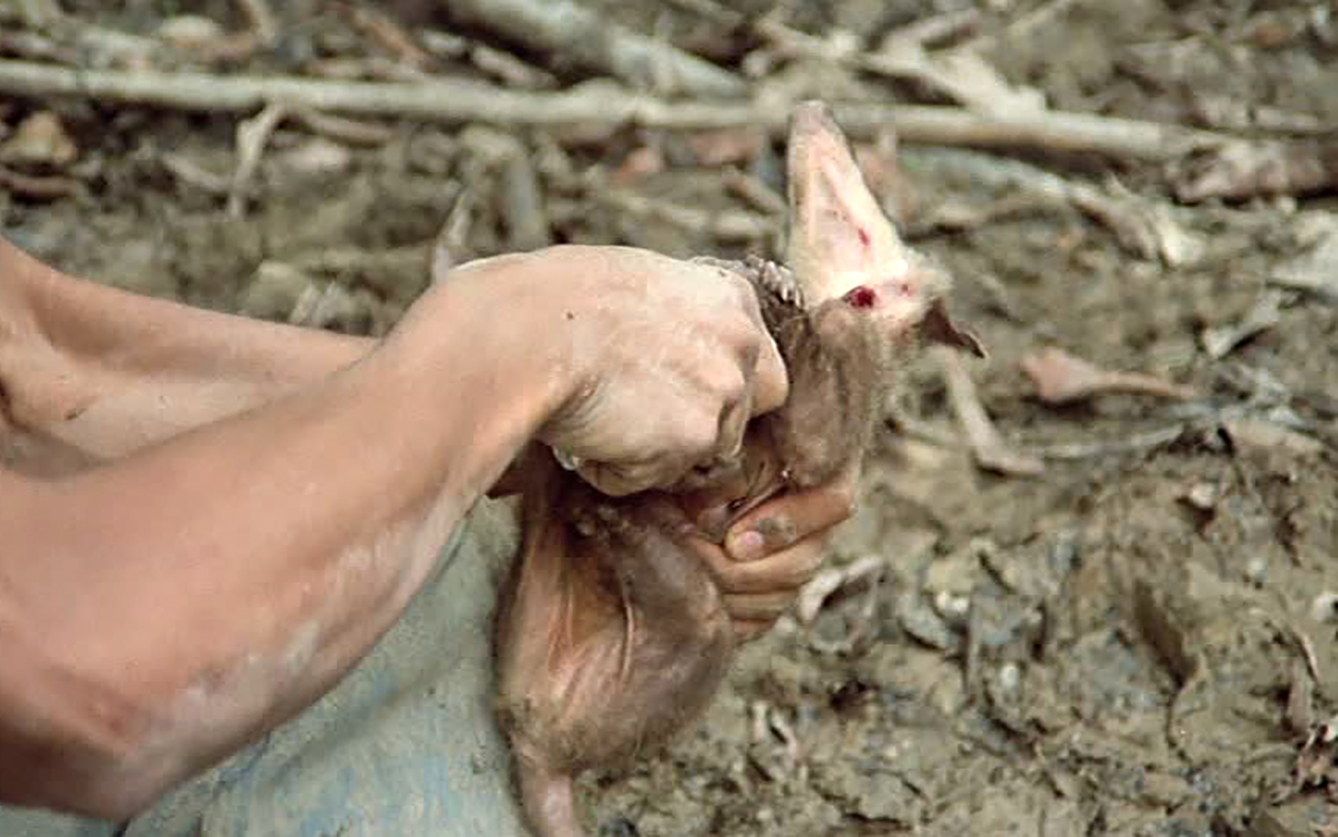 Cannibal Holocaust