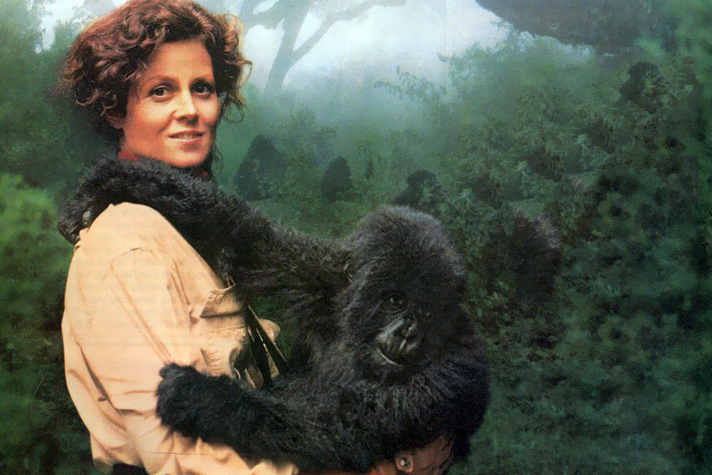 gorillas in the mist