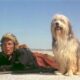 A BOY AND HIS DOG. Politically Incorrect Apocalypse