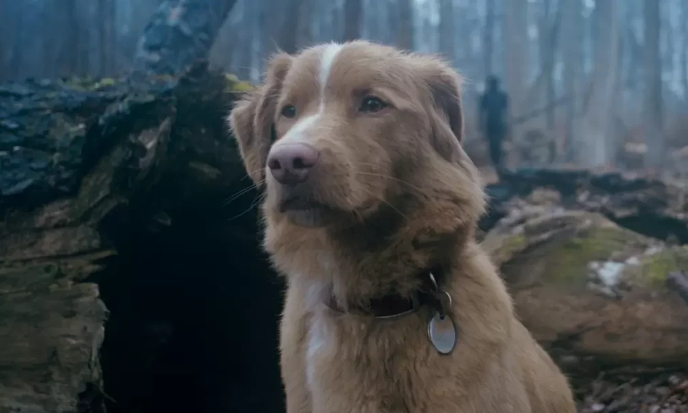 GOOD BOY. The Dog Who Rode to a Haunted House [REVIEW]