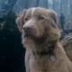 GOOD BOY. The Dog Who Rode to a Haunted House [REVIEW]