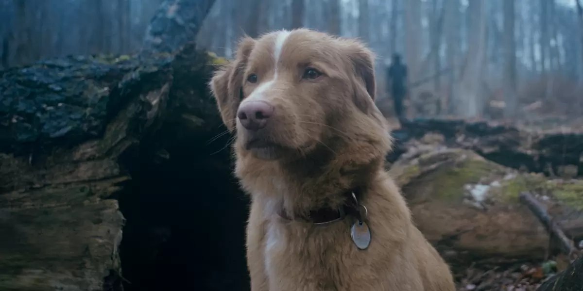 GOOD BOY. The Dog Who Rode to a Haunted House [REVIEW]