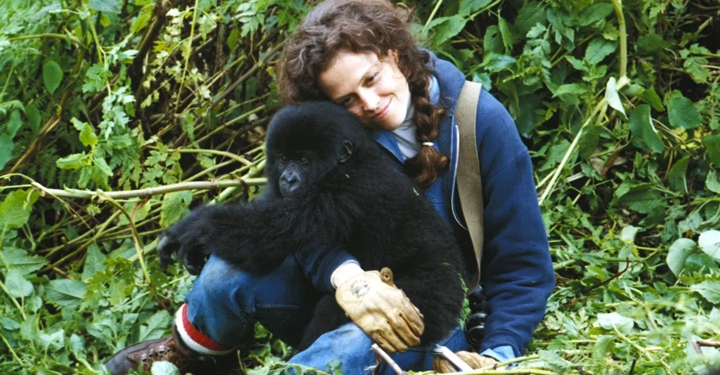 gorillas in the mist