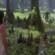 swamp thing