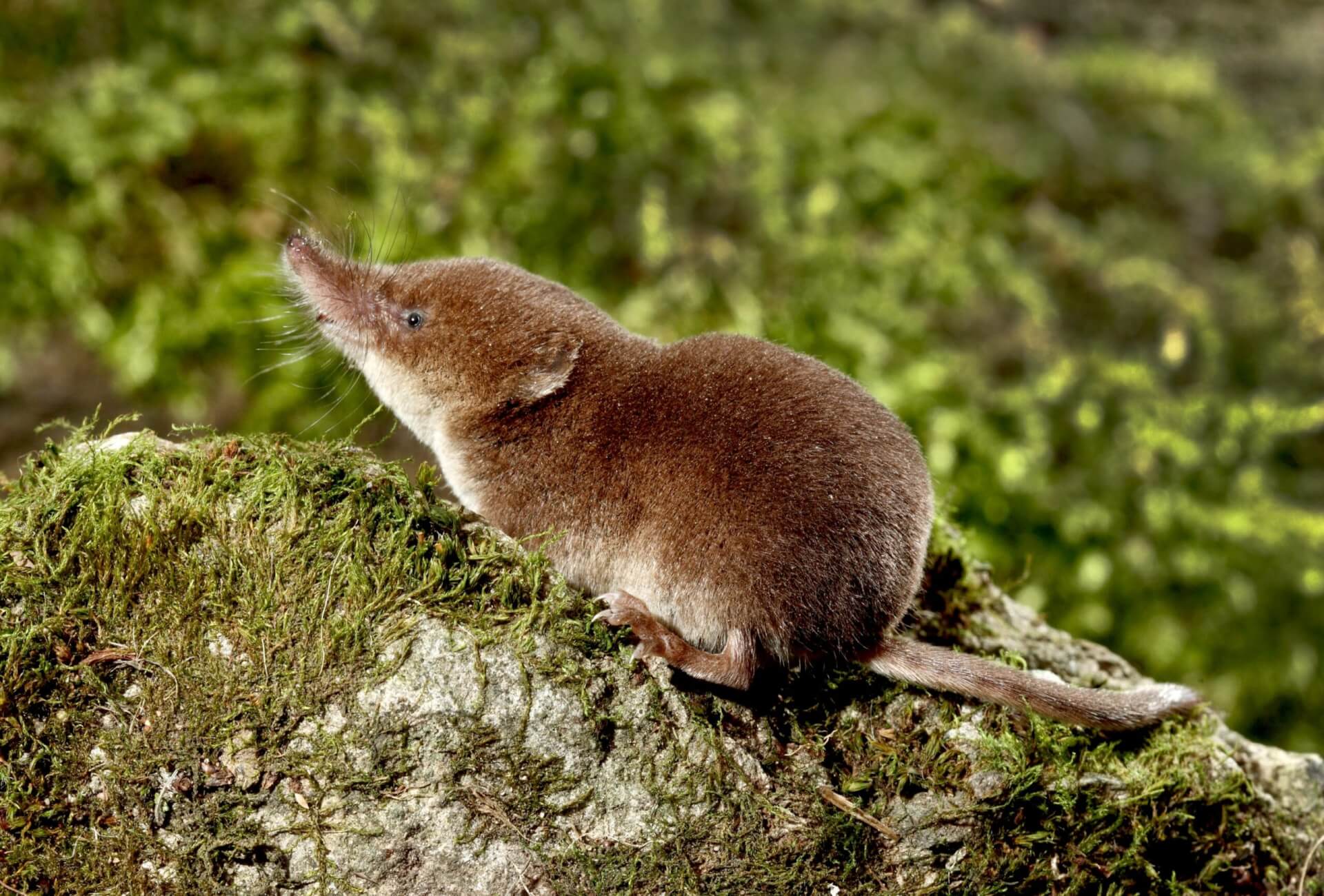 common shrew