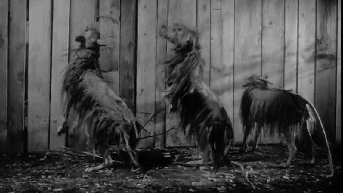 the killer shrews
