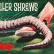 THE KILLER SHREWS. Guilty pleasure for the ages