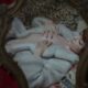 paroxismus venus in furs