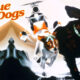 plague dogs